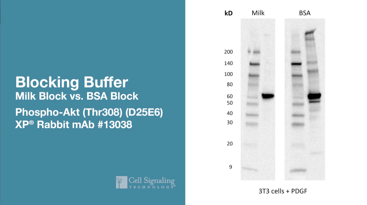 Video Milk or BSA? How to Choose a blocking protein for Western Blot